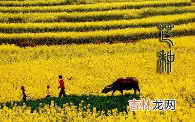 2020年芒种时辰是几点几分是什么时间?芒种出生命好吗?