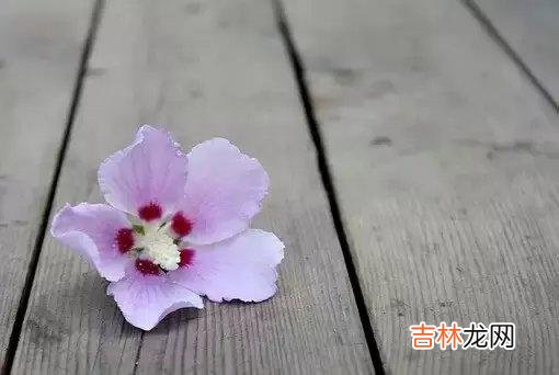 越长大 越长大，  越知道，做事不容易，  越知道，每个人都有难处