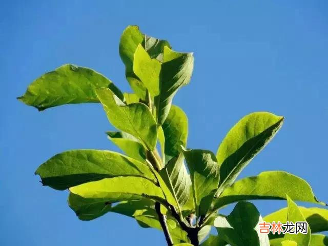 做人 做人，我凭借的就是良心。缺什么都可以，别缺德；说什么都可以
