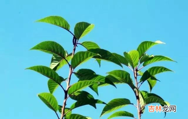 做人 做人，我凭借的就是良心。缺什么都可以，别缺德；说什么都可以