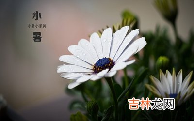 小暑出生的人命运如何？2020小暑节气时辰吉凶解析