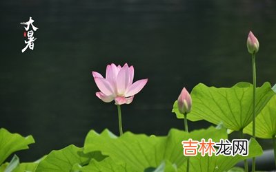 属狗人大暑节气出生好吗？2020年大暑前一天搬家可好？