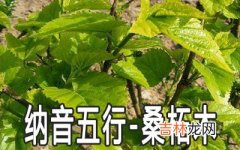 八字纳音五行：桑柘木命详解