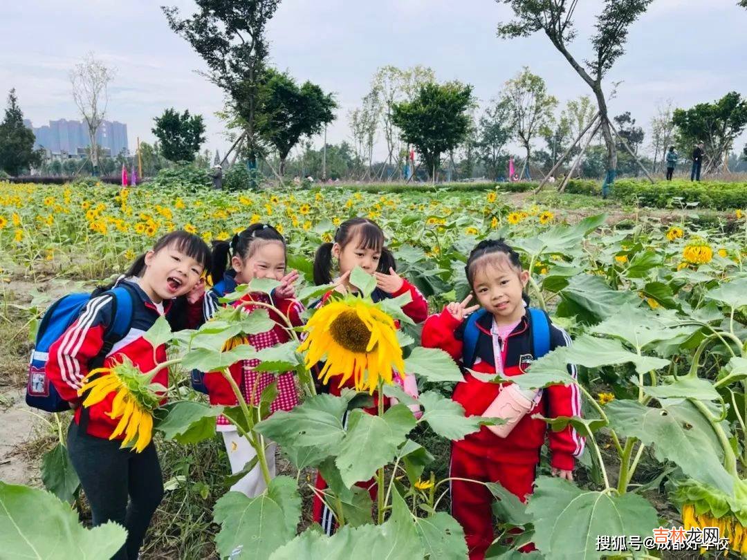 赏花、秋游、野餐，佳煦智能幼稚园这个秋天，与向日葵有约！