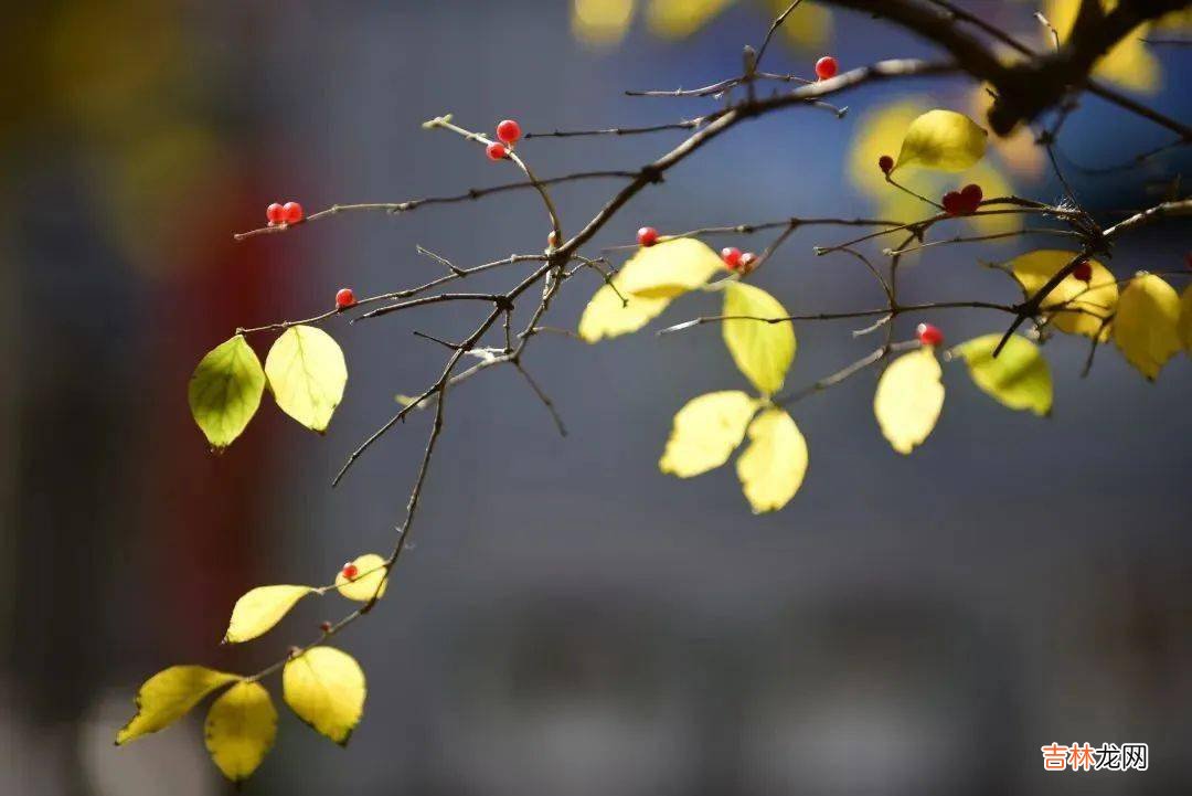 最美季节遇见最美校园|“校园秋韵”征集来啦
