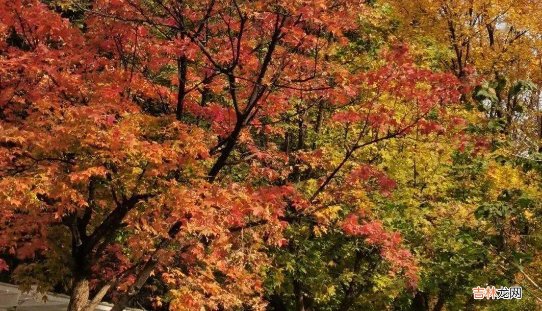 最美季节遇见最美校园|“校园秋韵”征集来啦
