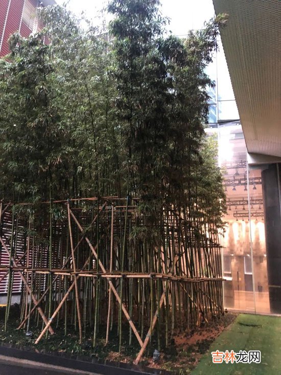 从命理角度分析此次瑞幸咖啡暴跌熔断事件