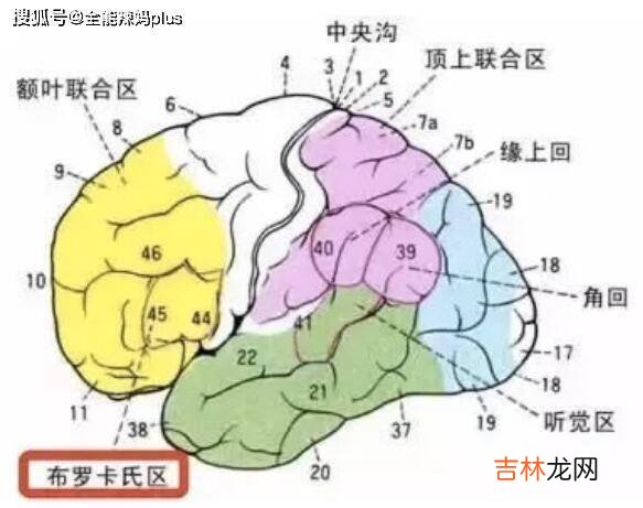 早开口和晚开口的娃，哪个智商更高？专家的解答和你想的一样吗