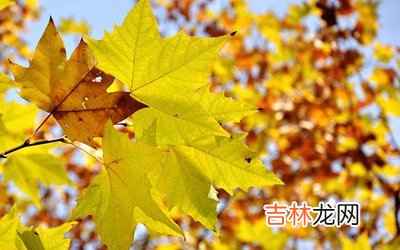 2020农历八月份是什么星座?农历八月生人命运如何?