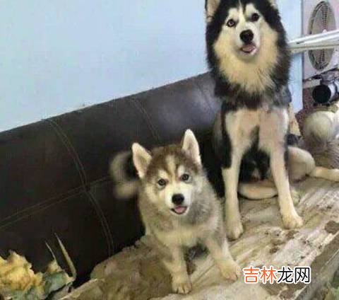 媳妇说哈士奇好好教不会拆家，只是没想到不久之后，一切就幻灭了