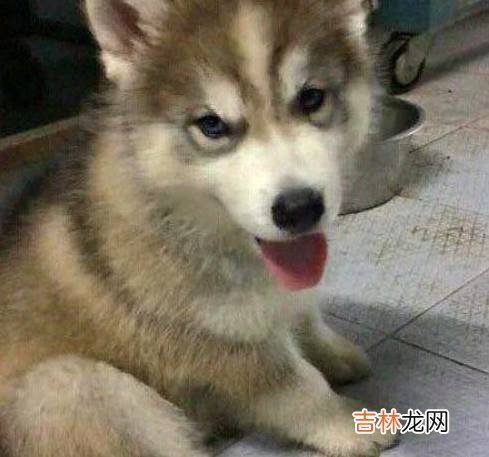 媳妇说哈士奇好好教不会拆家，只是没想到不久之后，一切就幻灭了