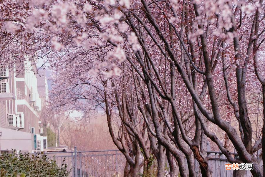 寻找山东最美大学?山东青年政治学院刘玉美：《山青的春秋》
