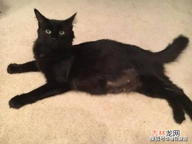 流浪猫夫妻主动投靠，被救后不停秀恩爱，小猫模样暴露尴尬事实