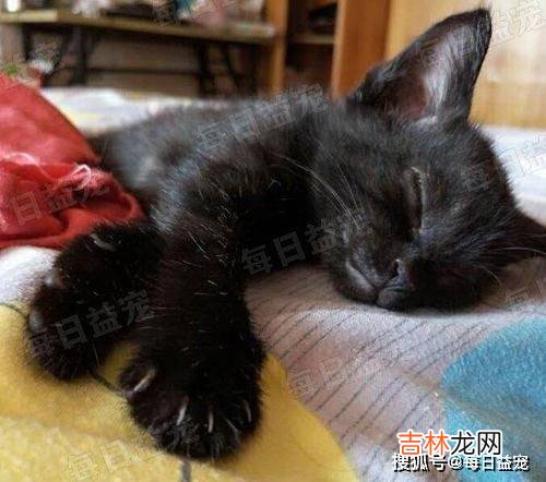 流浪猫夫妻主动投靠，被救后不停秀恩爱，小猫模样暴露尴尬事实