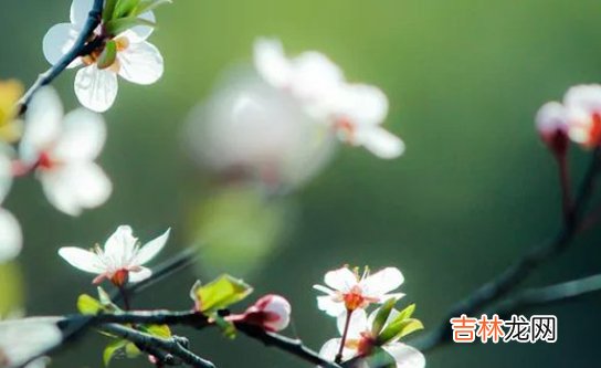 2020年12月17号十一月初三出生的孩子生辰八字和性格命运解析