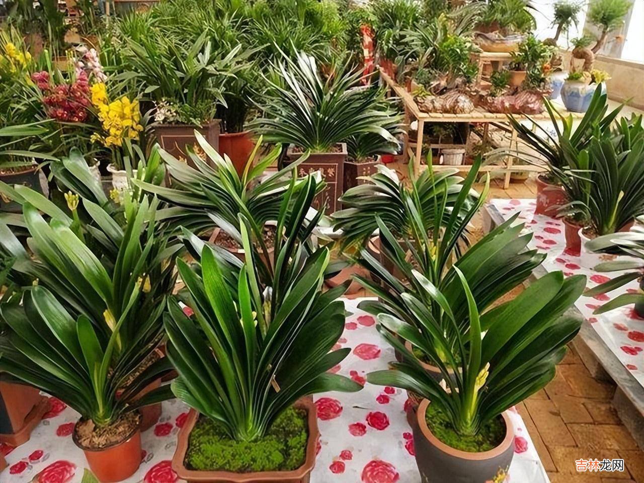 判断一个女人是否“干净”养花，就看5个方面，这才能养出好花