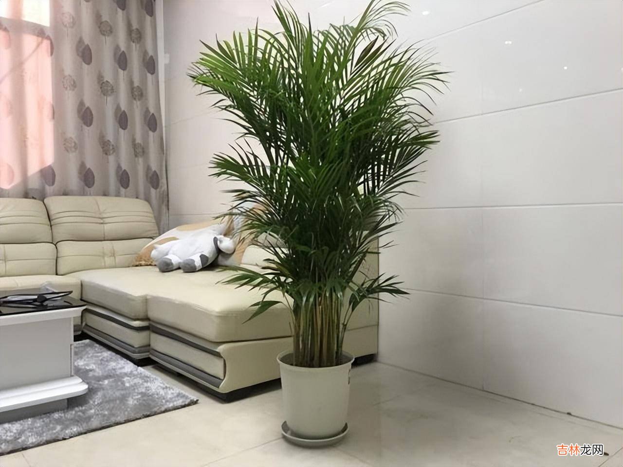 判断一个女人是否“干净”养花，就看5个方面，这才能养出好花