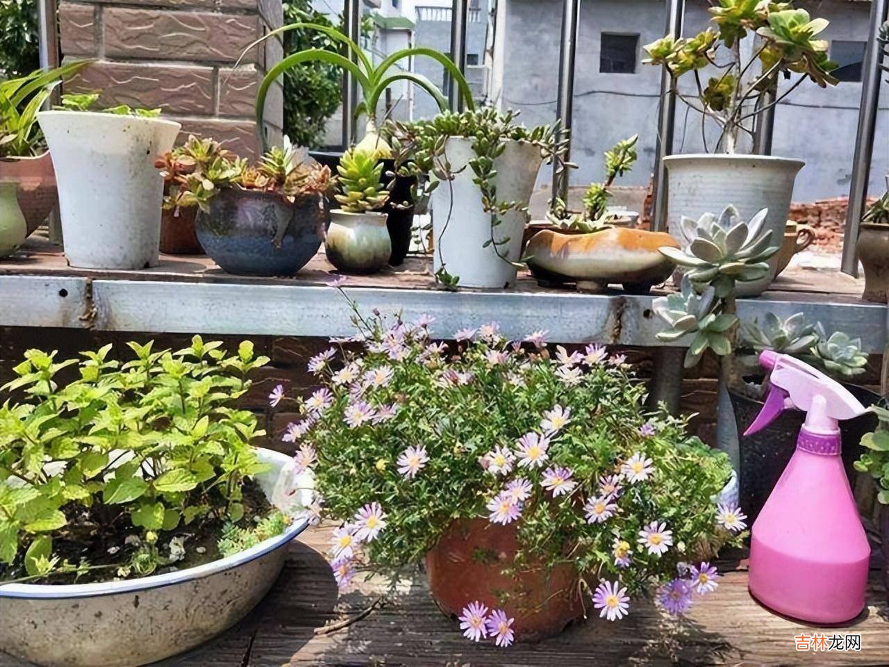 判断一个女人是否“干净”养花，就看5个方面，这才能养出好花