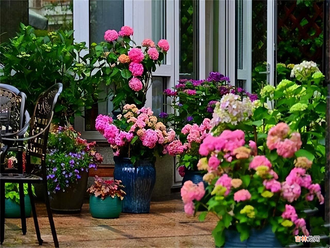 判断一个女人是否“干净”养花，就看5个方面，这才能养出好花