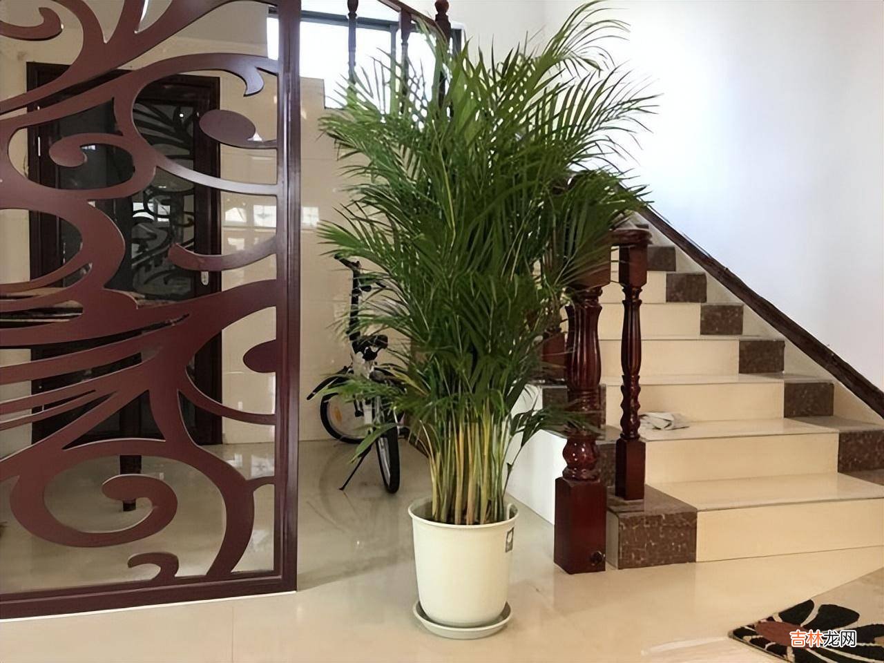 判断一个女人是否“干净”养花，就看5个方面，这才能养出好花