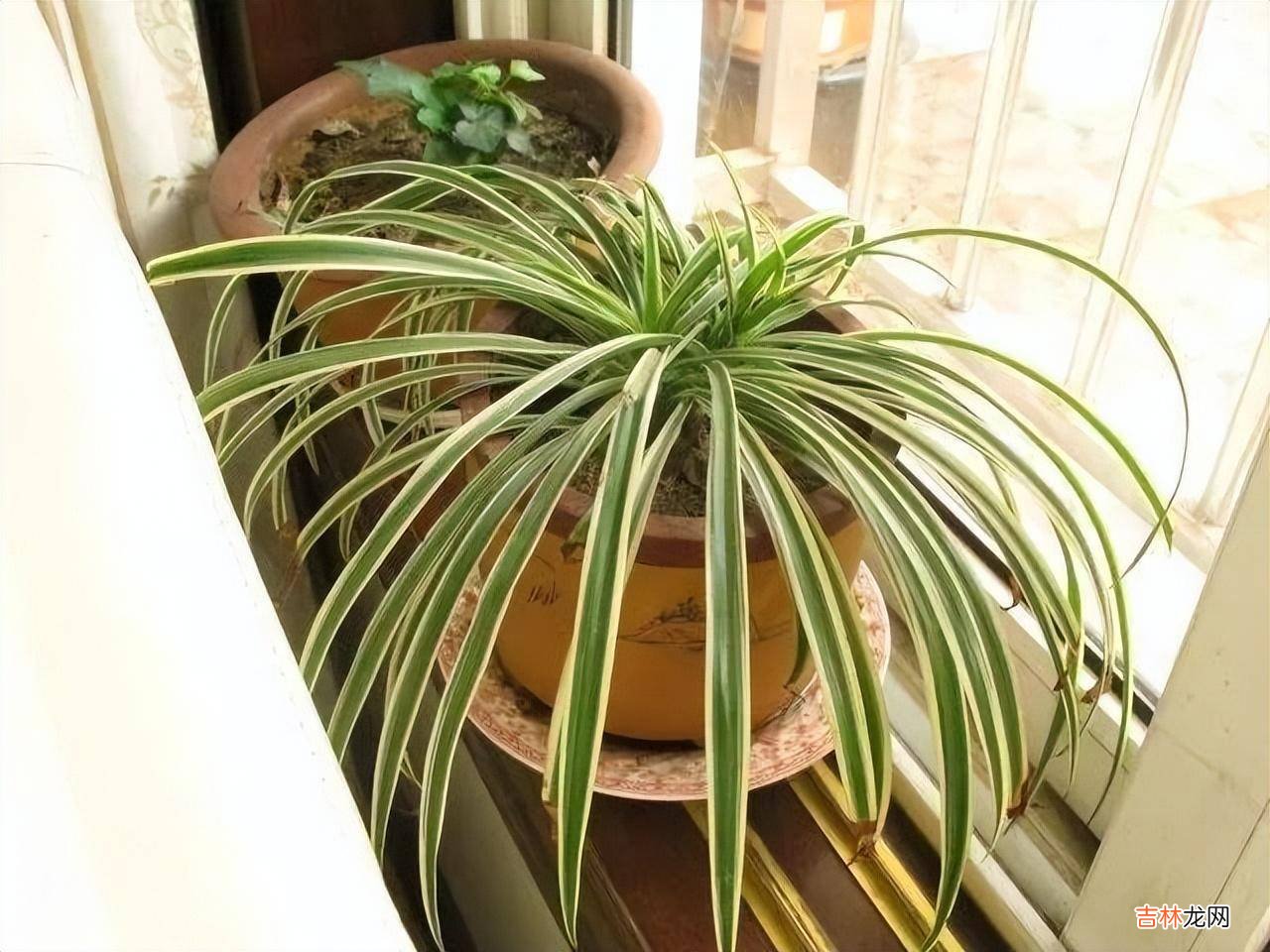 判断一个女人是否“干净”养花，就看5个方面，这才能养出好花