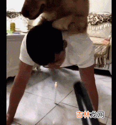 男子把金毛当酒桌，女友出差回来后要为金毛报仇，结果男子悲剧了