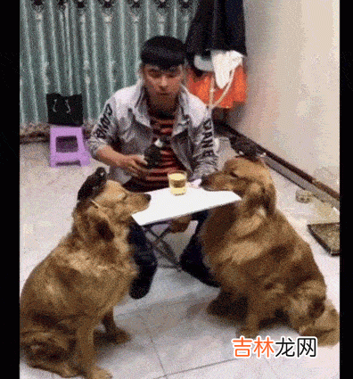 男子把金毛当酒桌，女友出差回来后要为金毛报仇，结果男子悲剧了