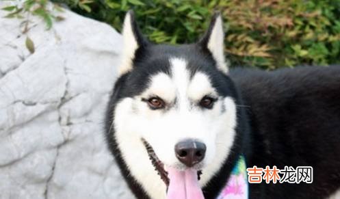 搞笑段子：我和女友逛了整整一天，最后回到了第一家金店！