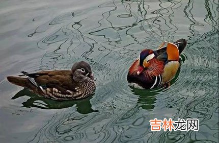 八字格局为正官格女命的姻缘会怎么样