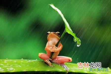 “芒种忙 彩虹，是我思念家乡的桥