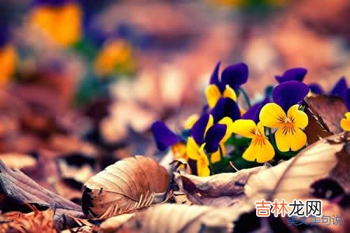 面对生活的美好 在诗意飘香的路口，回首，寻觅曾经的美好