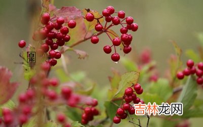 白露是第几个节气？出生在白露节气的属兔人命运如何？