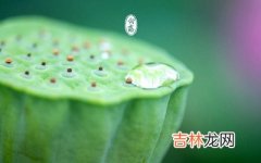 白露是什么节气？属虎的人白露节气出生命运怎么样？