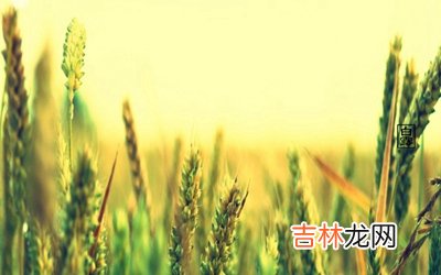 白露节是什么意思？2020白露节气出生的宝宝好吗？