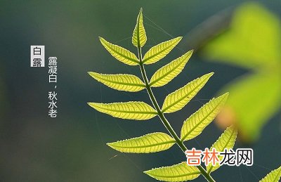 宝宝在生肖属羊人白露节气出生怎幺样？