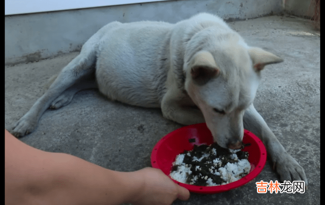 狗狗在停车场等了3年，后来肚子大了以为怀孕，没想到却抱憾终身
