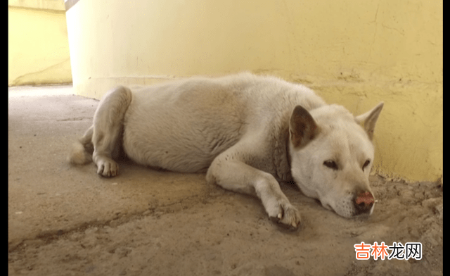 狗狗在停车场等了3年，后来肚子大了以为怀孕，没想到却抱憾终身