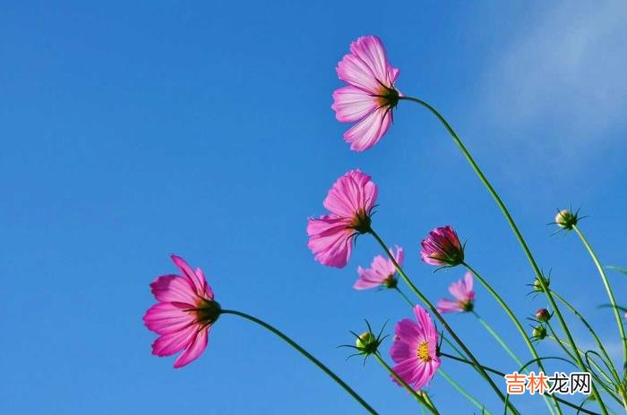 当我们遇见心仪女生时 当我们遇见喜欢的女生时，我们该怎么追求她的感觉