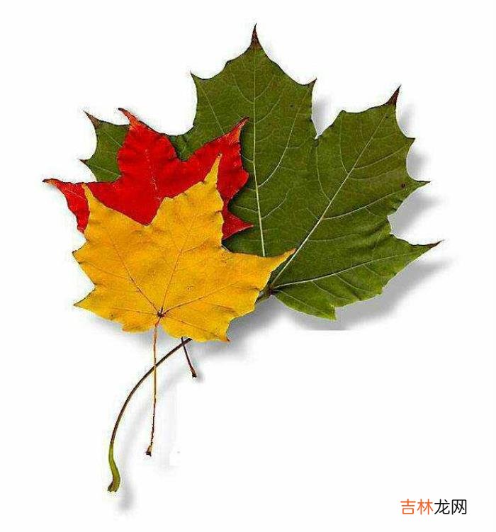 当我们遇见心仪女生时 当我们遇见喜欢的女生时，我们该怎么追求她的感觉