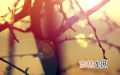 四柱神煞四个太极是什么？是不是命很好？