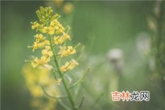 四柱神煞每一柱都是什么意思?四字神煞各柱的含义解析