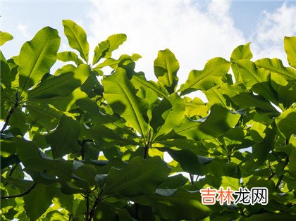 四柱神煞母仓是什么意思?母仓日是吉日还是凶日？