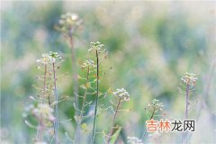 四柱神煞对论命重要吗?命犯孤鸾如何化解?