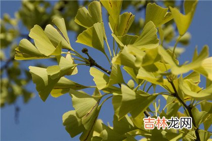 四柱神煞是哪四个?四柱神煞常用神煞口诀分享