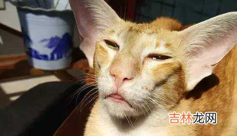 一只猫来到家里了有什么预兆呢 野猫进家该怎么办