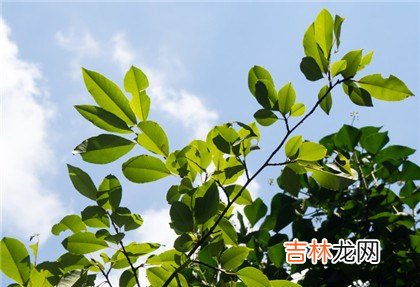 命带金舆有何不同?哪里可以四柱神煞免费排盘?