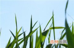 宝宝在四柱神煞八字排盘命理分析,命带文昌星有什么特征?出生命运如何？