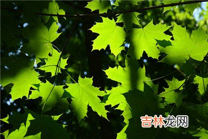 宝宝在哪个网站看四柱神煞最准?带你了解八字中最可怕的神煞出生怎幺样?