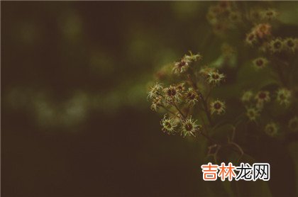 天罗地网怎么查?四柱神煞查法及解释分享