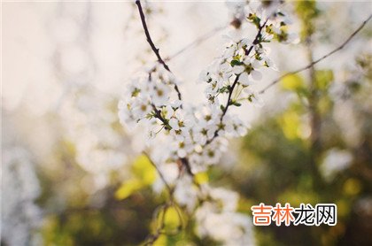 天罗地网怎么查?四柱神煞查法及解释分享
